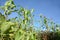 Plantation area of corn  during flowering stages wait for pollination