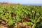 Plantation of bananas in Tenerife, Canary Islands