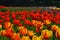 Plantation of beautiful red and orange tulips in sunny day in spring. Fresh floral background with blossom fields.
