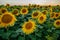 A plantation of beautiful yellow-green sunflowers after sunset at twilight against a beautiful light sky with fluffy clouds