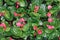 Plantation of begonias in greenhouse. Beautiful pink flowers and green leaves