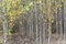 Plantation of black cottonwood, Populus trichocarpa