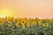 Plantation of blooming sunflowers at sunset