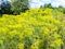 plantation of blossoming dill herbs in garden