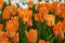 A plantation of bright blooming orange tulips. Nature background with beautiful flowers