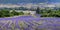 Plantation of bunch of lavender in provence -south of france -