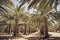 Plantation of date palm trees in Israel. Beautiful nature background for posters, cards, web design