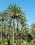 Plantation of Date Palms