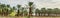Plantation of date palms, agriculture in Middle East