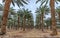 Plantation of date palms, Middle East