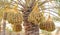 Plantation of date palms. Tropical agriculture industry in the Middle East