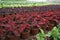 Plantation of decorative plant Coleus Wizard `Velvet Red`