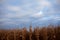 Plantation of dried maize plants ready to harvest