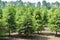 Plantation in Europe of high quality christmas trees, green nordmann fir