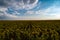 Plantation field with many sunflowers