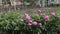 Plantation of fragrant peonies in beautiful pink bloom