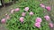 Plantation of fragrant peonies in beautiful pink bloom