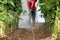 Plantation fumigation, peppers plants