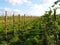 Plantation in Germanys largest fruit growing area near Hamburg