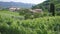 Plantation of grape plants in the middle of houses in the green hills