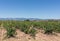 Plantation of grapevines vineyard in the countryside, La Rioja, Spain.