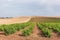 Plantation of grapevines vineyard in the countryside, La Rioja, Spain.