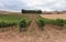 Plantation of grapevines vineyard in the countryside of Navarre, Spain.