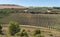 Plantation of grapevines vineyard in the countryside of Navarre, Spain.