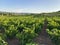 Plantation of grapevines vineyard in the countryside of Spain.