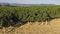 Plantation of grapevines vineyard in the countryside of Spain.