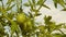 Plantation of green tomato ripening on a branch of a bush. agricultural business. unripe tomatoes on a plantation farm