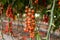 Plantation of Growth cherry tomatoes in a greenhouse harvest in hothause