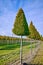 Plantation of high decorative cutted ornamental trees growing on Dutch nursery