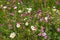 Plantation for insects, with pink lychnis, marguerites and hormon flowers