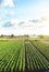 Plantation landscape of green potato bushes. Agroindustry and agribusiness. European organic farming. Growing food on the farm.