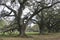 Plantation Oaks