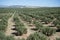 Plantation Olive Trees