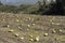 Plantation with overripe watermelons at the end of September