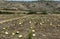 Plantation with overripe watermelons at the end of September