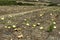 Plantation with overripe watermelons at the end of September