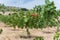 Plantation of pistachio trees.