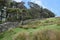 Plantation on pleasant tussock filled hillside