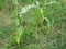 Plantation producing sweet corn and young corn in Subang Regency  West Java