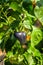 Plantation of purple bell peppers gardening concept