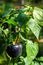 Plantation of purple bell peppers gardening concept