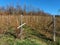 Plantation of raspberries in autumn