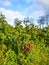 Plantation of Raspberries Rubus idaeus L., fruit growing on bush, autumn