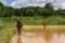 Plantation of rice plants in a traditional way in wet muddy paddy field. Indian village women are busy working in paddy field