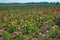 Plantation of roses in the middle of the field.