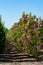 Plantation with rows of evergreen garden decorative magnolia trees with pink flowers in sunny day